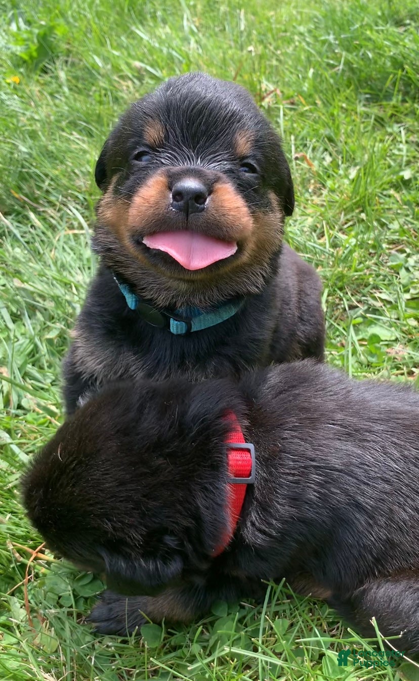 Rottweiler dogs Teal Female - Ad 6
