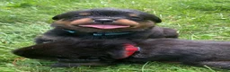 Rottweiler dogs for sale: Teal Female - Ad 1