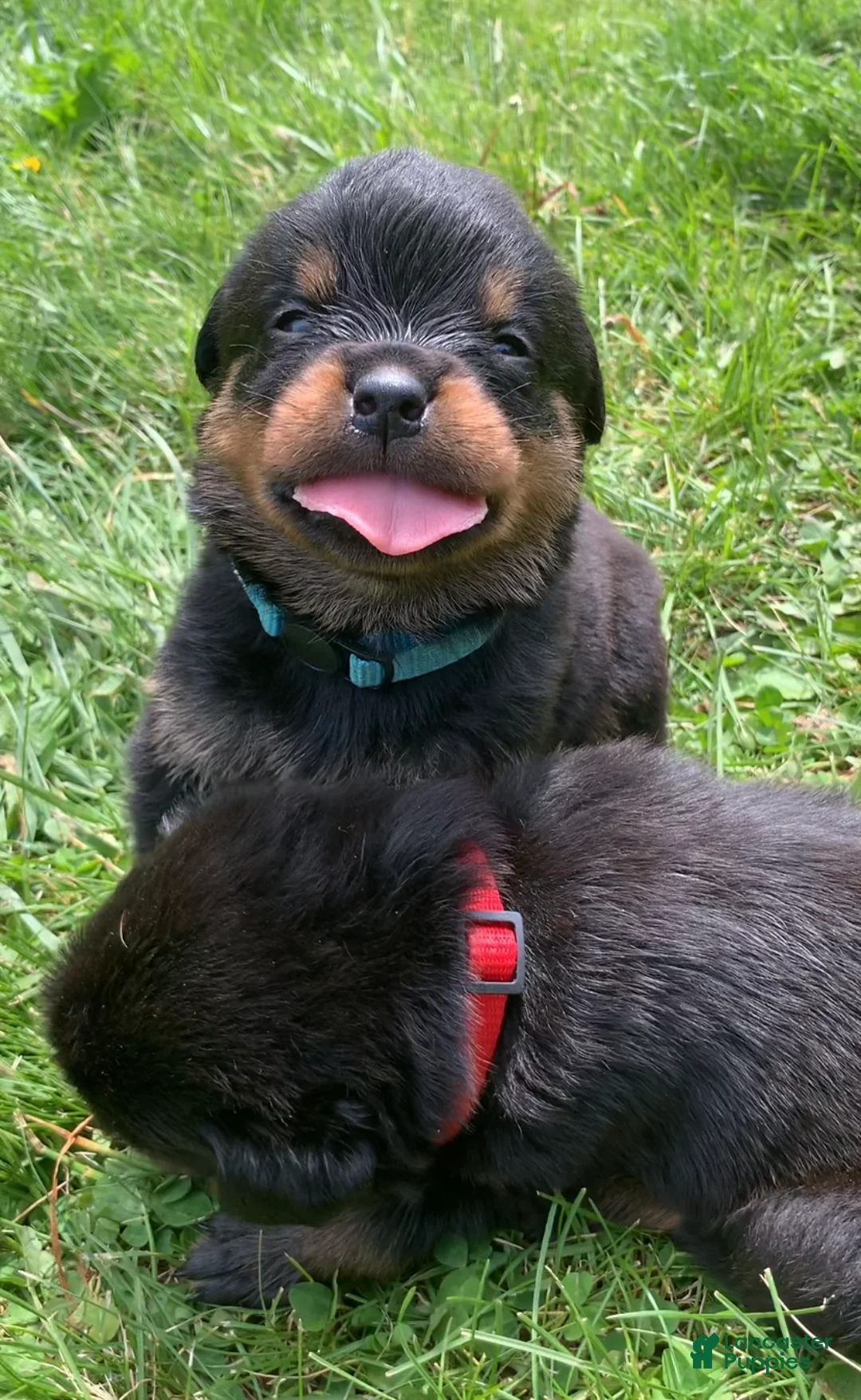 Rottweiler dogs for sale: Teal Female - Ad 1