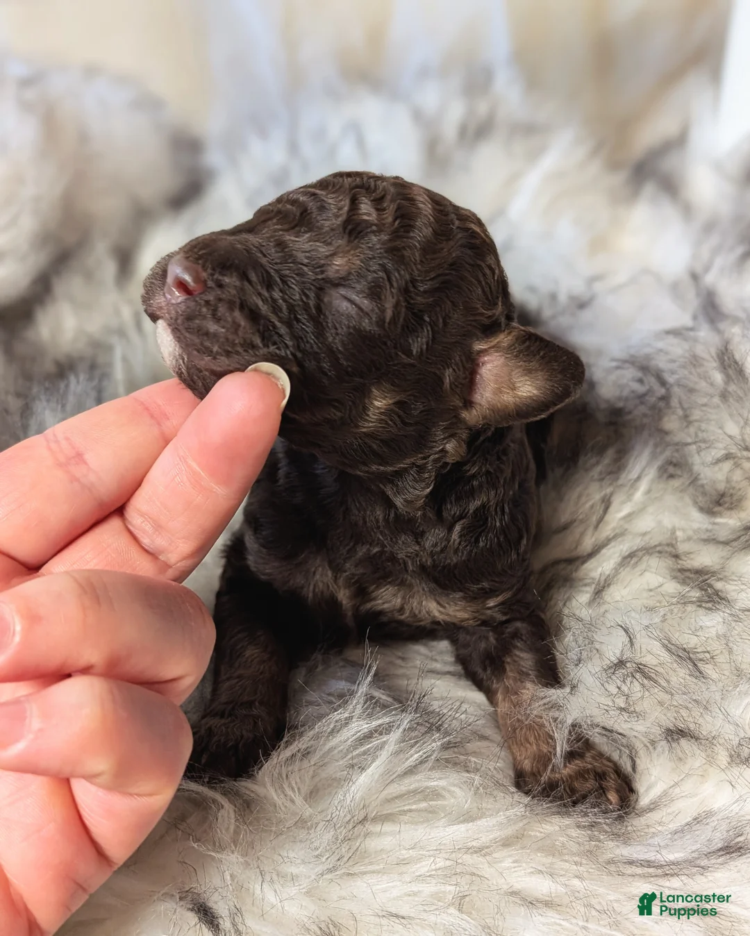 Mixed Breed dogs for sale: RAMBO  - Ad 4