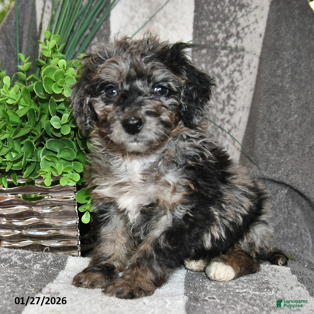Bichpoo dogs for sale: Bella   - Ad 2