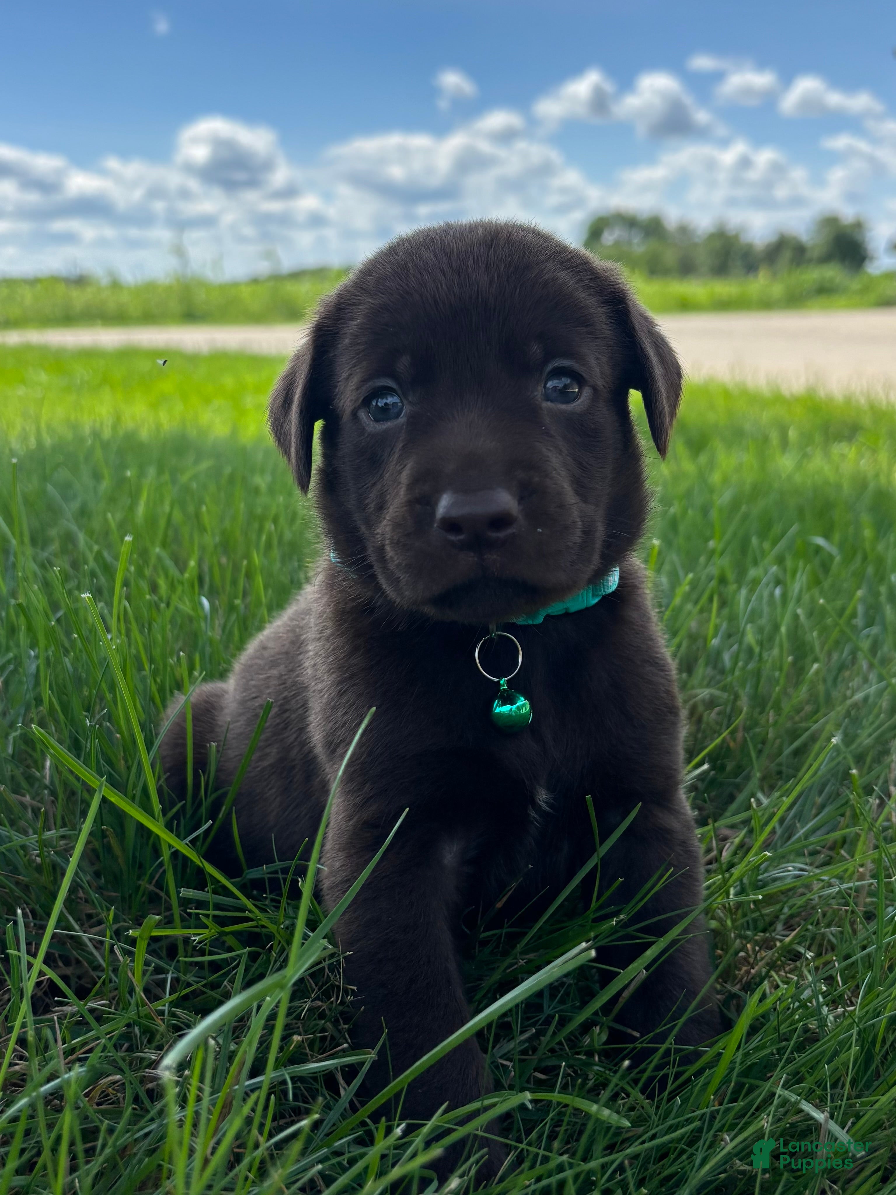 Labrador Retriever dogs Mable - Ad 2