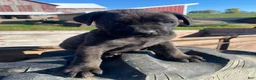 Cane Corso dogs for sale: Cash - Ad 12