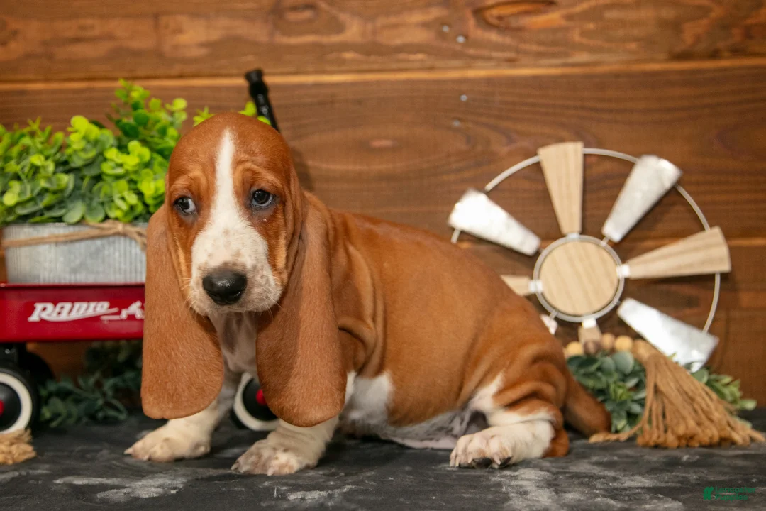 Basset Hound dogs for sale: Jelly Bean - Ad 3