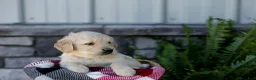 Golden Retriever dogs for sale: Blaze - Ad 4
