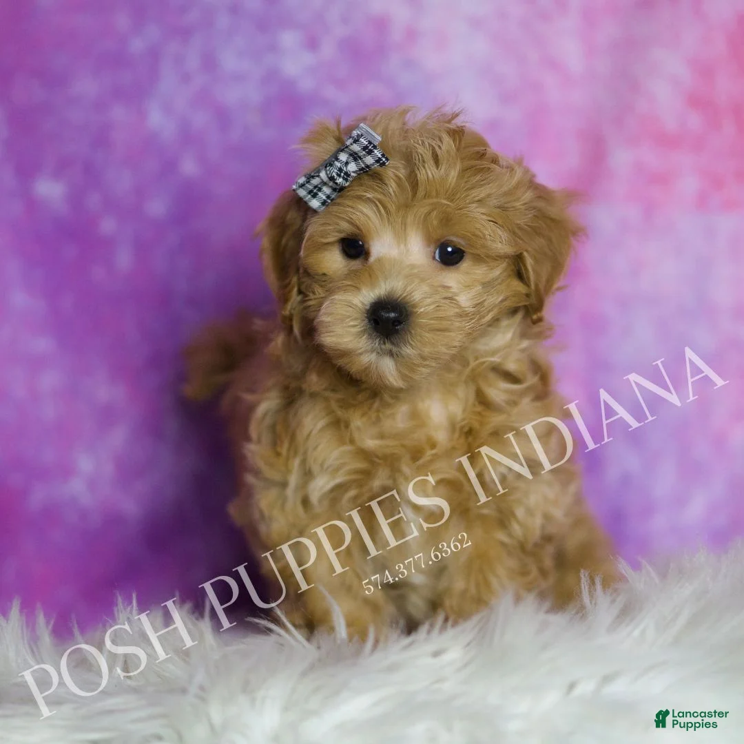 Maltipoo dogs for sale: Peep - Ad 2