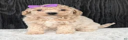 Bichpoo dogs for sale: Lyla - Ad 2