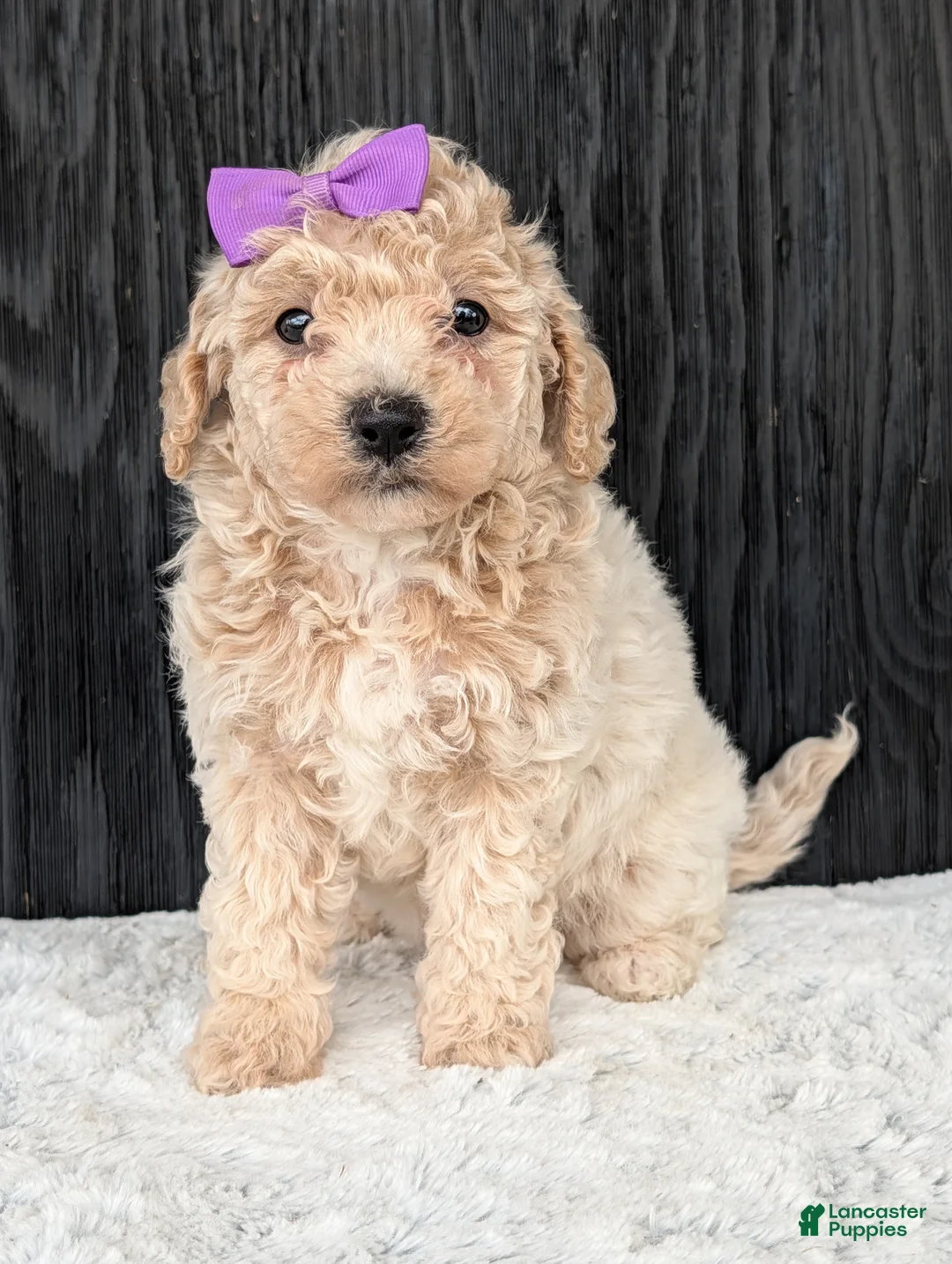 Bichpoo dogs for sale: Lyla - Ad 2