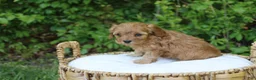 Cavapoo dogs for sale: Max - Ad 1