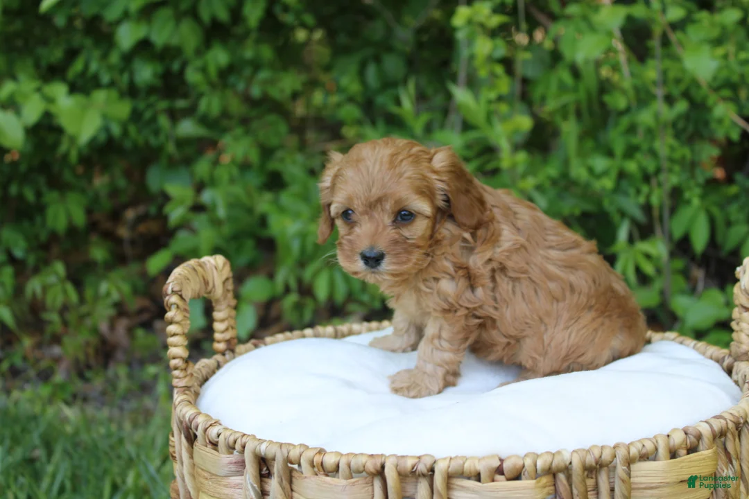 Cavapoo dogs for sale: Max - Ad 1