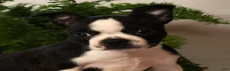 Boston Terrier dogs for sale: Rosie - Ad 9