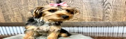 Yorkshire Terrier dogs for sale: Tarza - Ad 9
