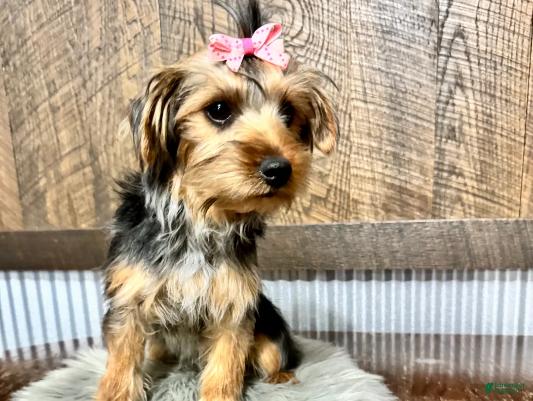 Yorkshire Terrier dogs for sale: Tarza - Ad 9