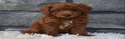Toy Poodle dogs for sale: Charlie  - Ad 3
