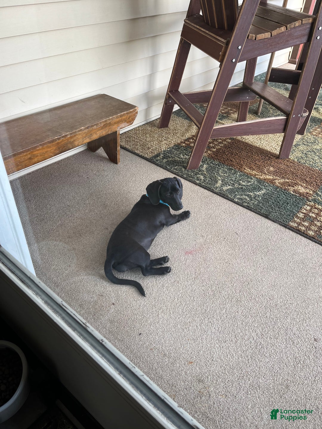 Miniature Dachshund dogs for sale: Julia - Ad 6