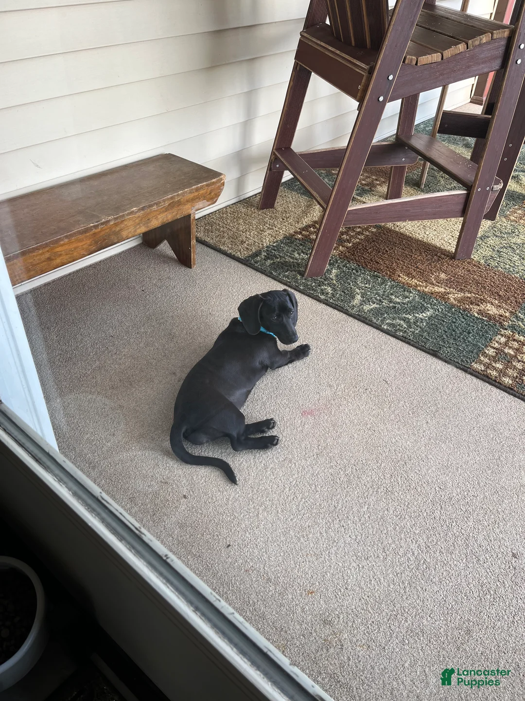 Miniature Dachshund dogs for sale: James - Ad 13