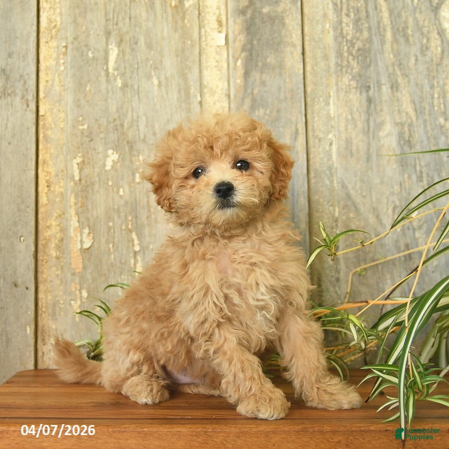 Maltipoo dogs Jasper  - Ad 1