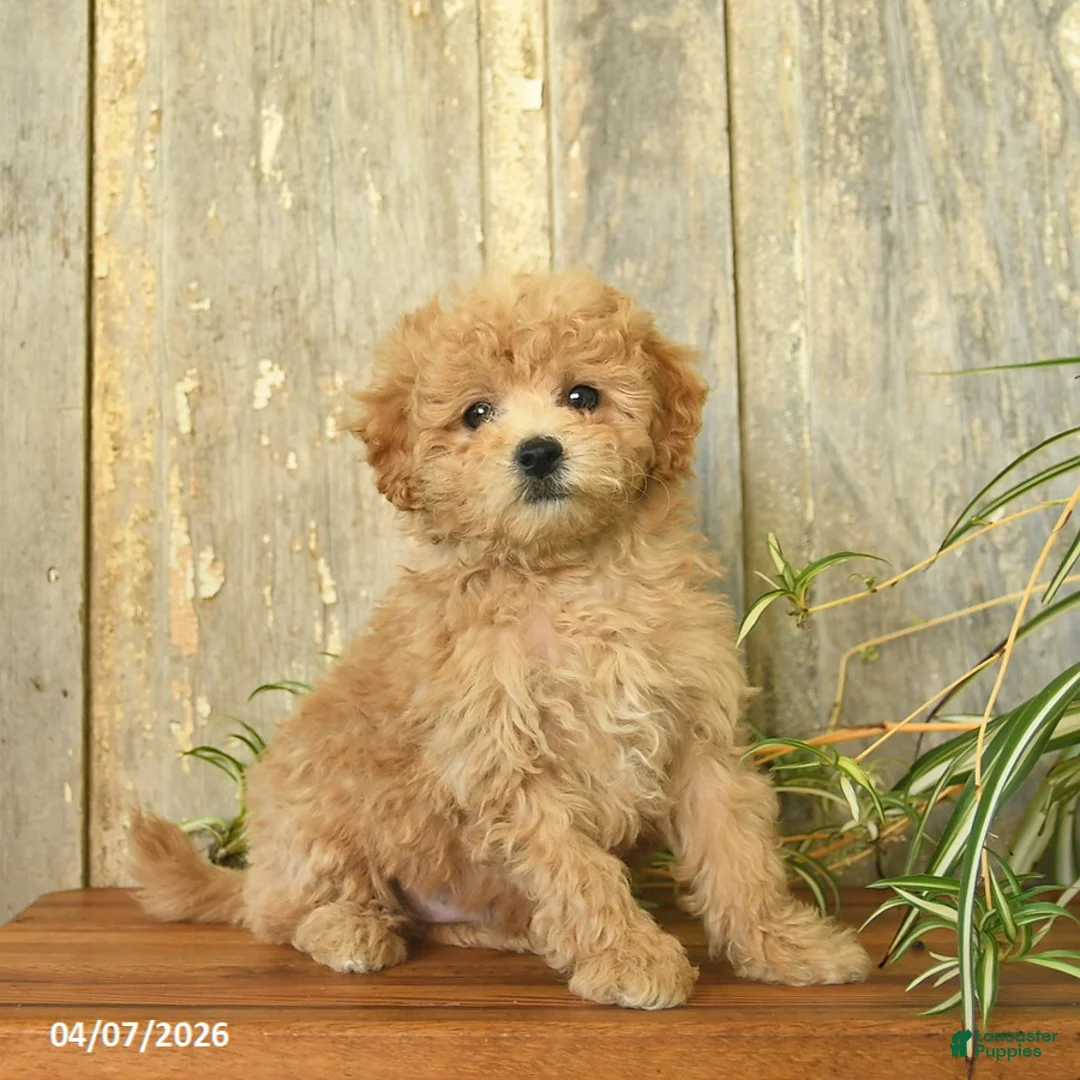 Maltipoo dogs for sale: Jasper  - Ad 1