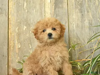 Maltipoo dogs for sale: Jasper - Ad 2