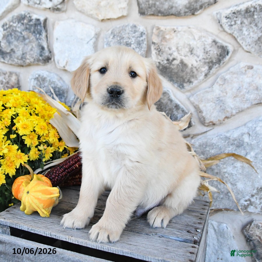 Golden Retriever dogs Buster - Ad 2