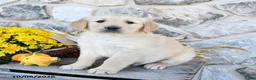 Golden Retriever dogs for sale: Buster - Ad 2
