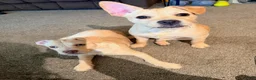 Mixed Breed dogs for sale: Snoh. - Ad 4