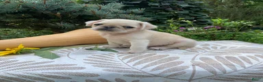 Pug 4