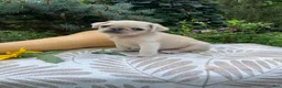 Pug dogs for sale: Pug 4 - Ad 1