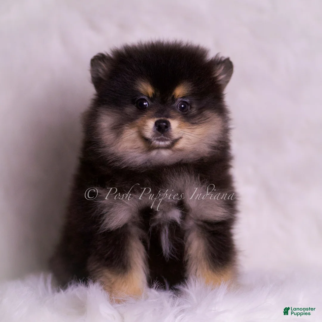 Pomeranian dogs for sale: Vizio - Ad 9