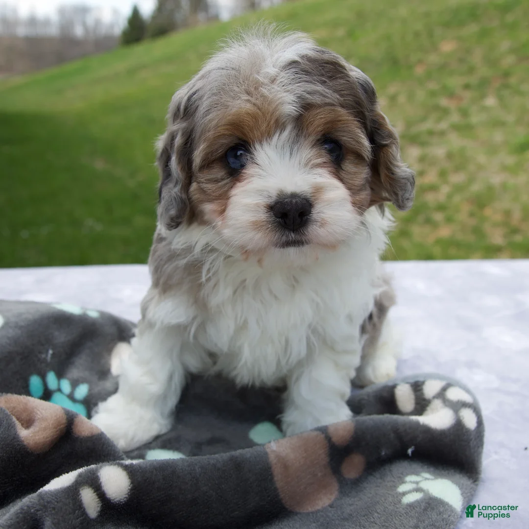 Cavapoo dogs for sale: Bliss - Ad 1