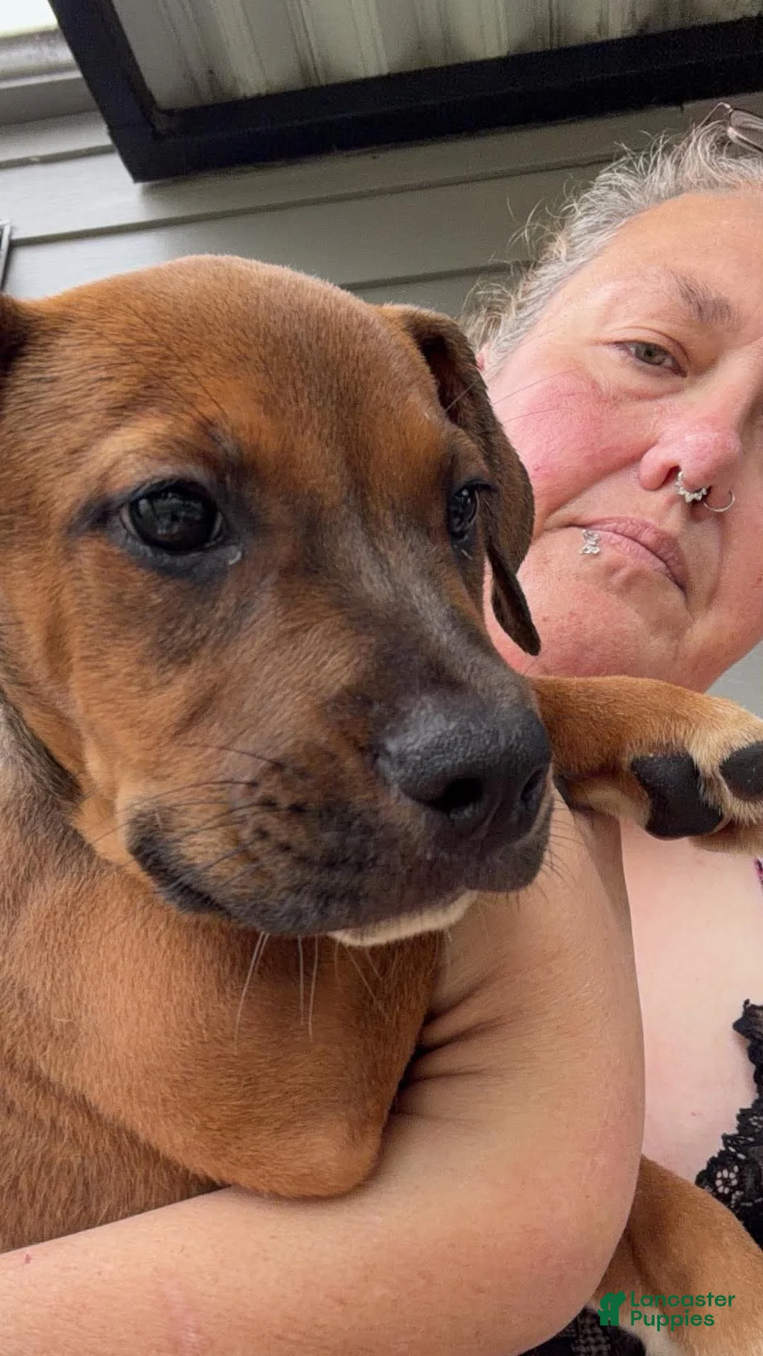 Mixed Breed dogs for sale: Mixed Breed 3 - Ad 1
