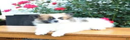 Pomeranian dogs for sale: Kathy - Ad 5