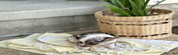 Chihuahua dogs for sale: Rosie - Ad 6