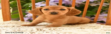 Elsie