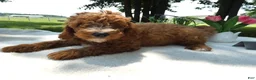 Mini Goldendoodle dogs for sale: Mini Goldendoodle 1 Custer - Ad 3