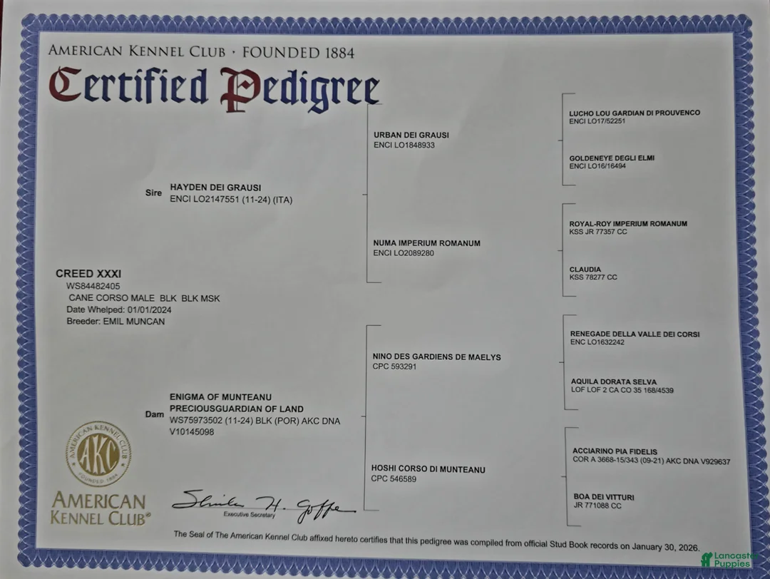 Cane Corso dogs for stud: Creed - Ad 2