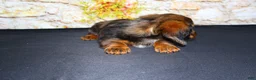 Miniature Dachshund dogs for sale: Butters - Ad 8