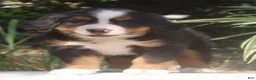 Bernese Mountain Dog dogs for sale: Lexi - Ad 8
