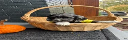 Cocker Spaniel dogs for sale: 🦇🖤Batman 🦇🖤 - Ad 5