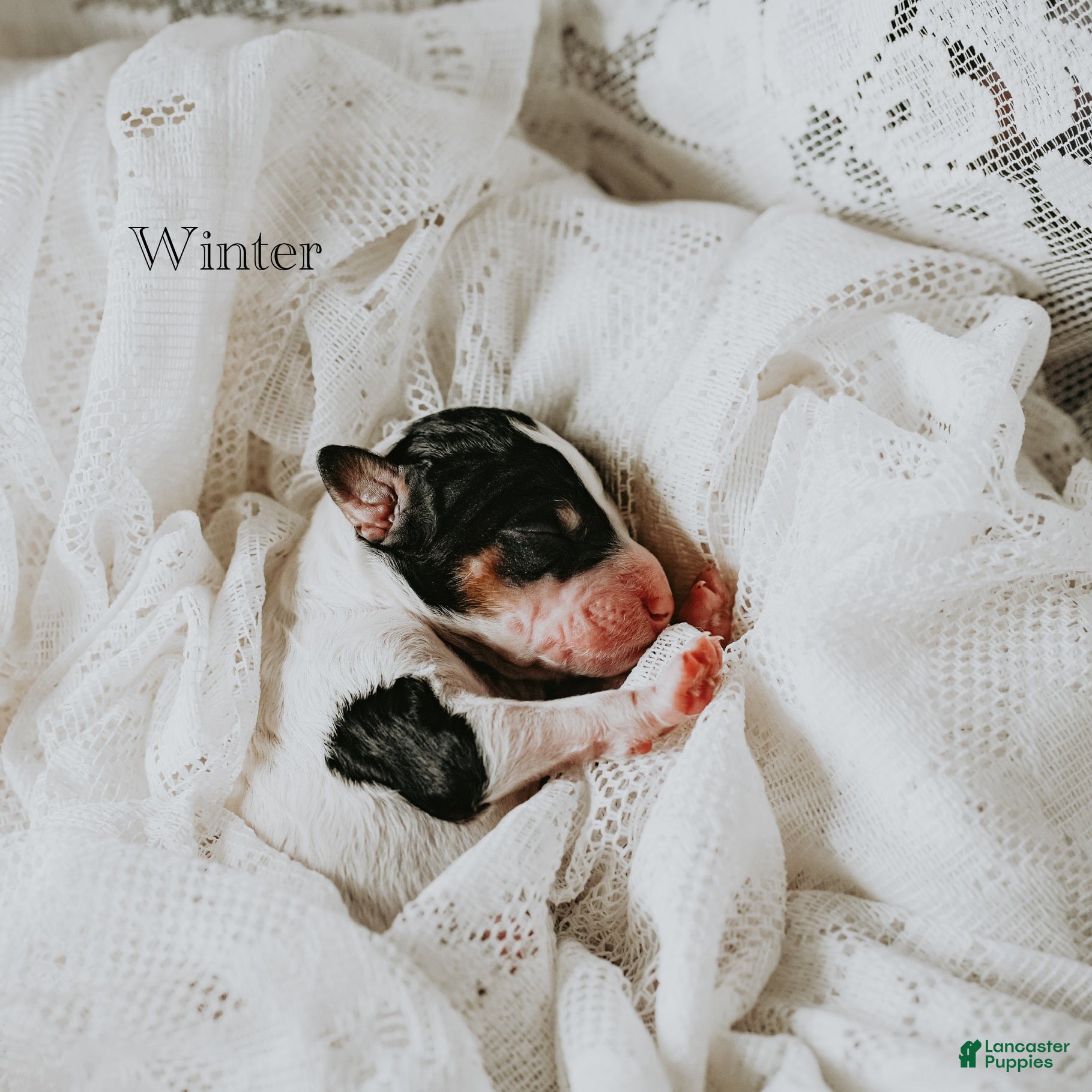 Standard Poodle dogs Winter - Ad 26