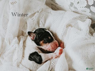 Standard Poodle dogs Winter - Ad 20