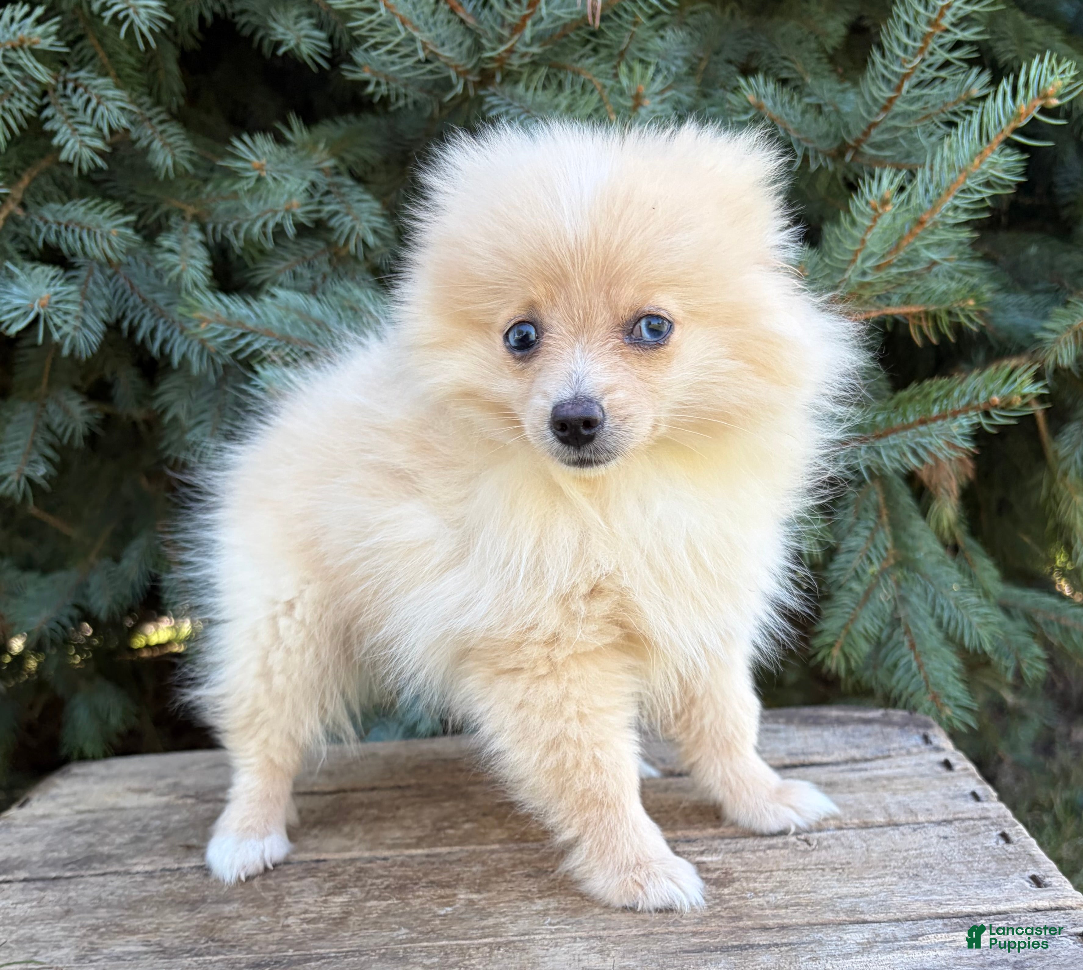 Pomeranian dogs Foxy - Ad 1