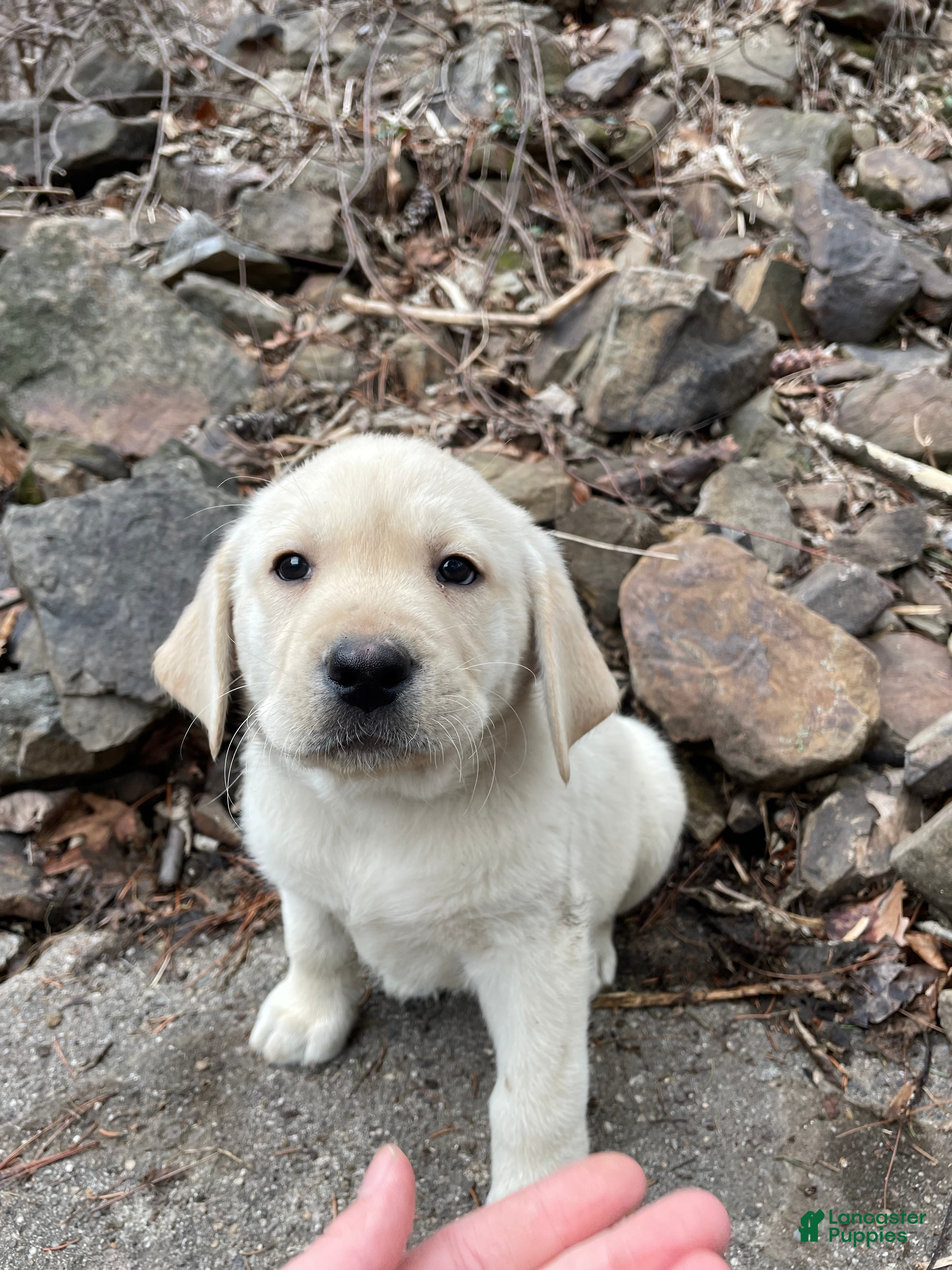 Labrador Retriever dogs Labrador Retriever collar Blue  - Ad 1