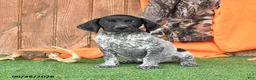 German Shorthaired Pointer dogs for sale: Shadow - Ad 2