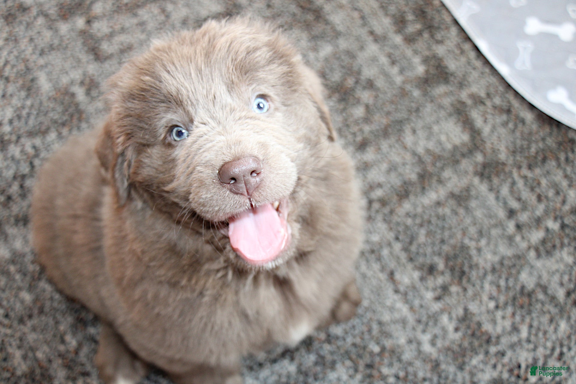 Newfoundland dogs Crystal - Ad 9
