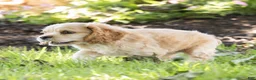 Cocker Spaniel dogs for sale: Buddy Cocker Spaniel  - Ad 3