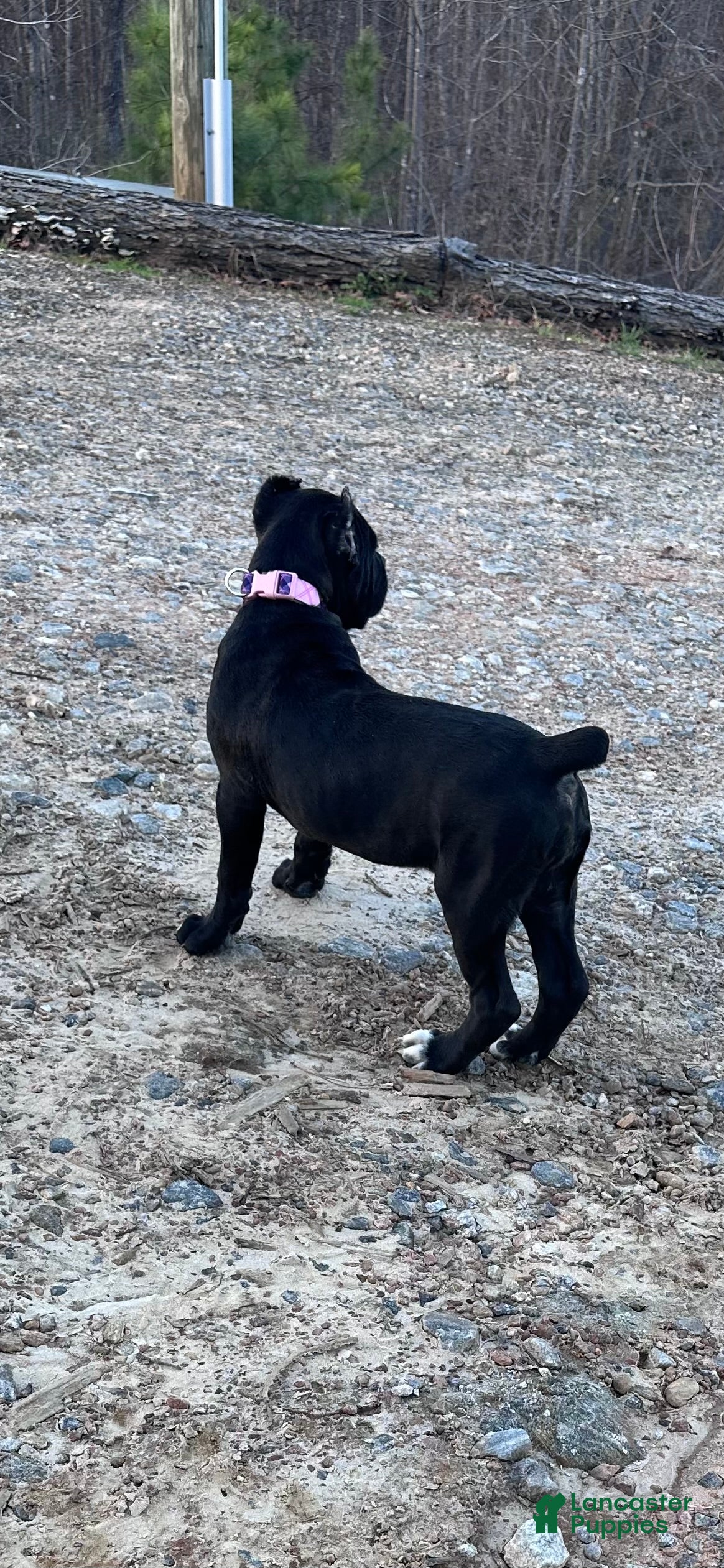 Cane Corso dogs Cane Corso Puppy 8 - Ad 20