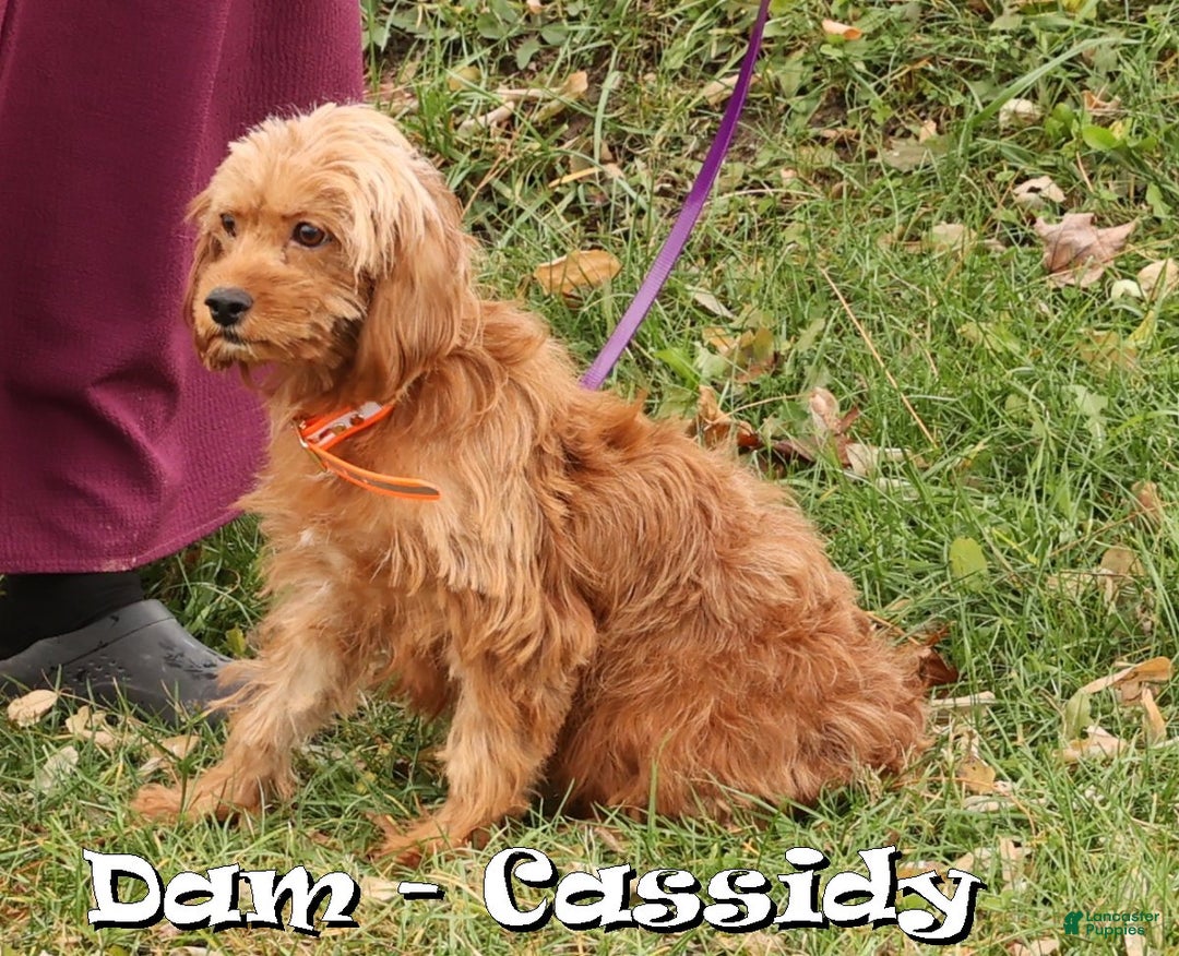 Cockapoo dogs for sale: Cassidy - Ad 10