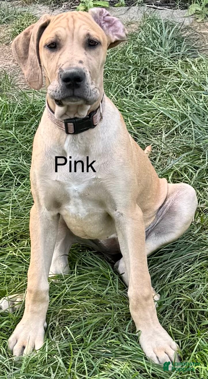 Great Dane dogs Pink - Ad 16
