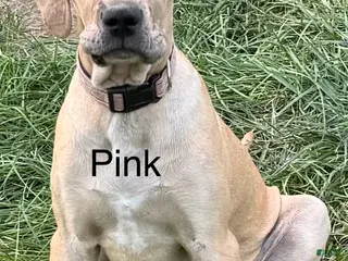 Great Dane dogs Pink - Ad 16